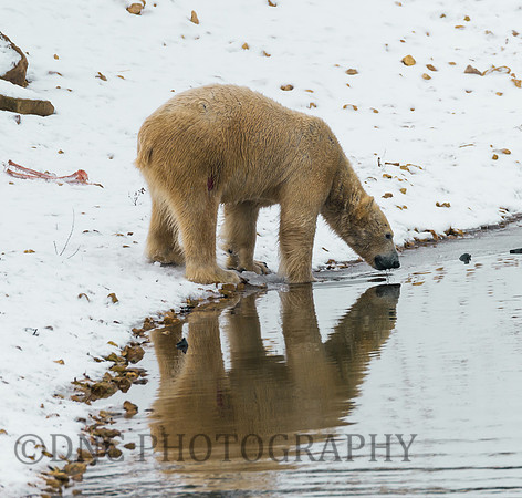 Polar Bear