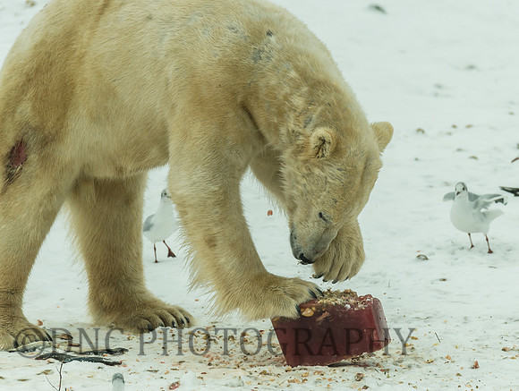 Polar Bear
