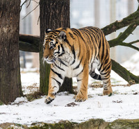 Amur Tiger