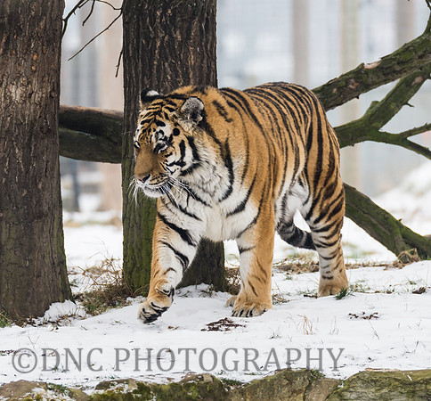 Amur Tiger