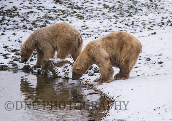 Polar Bears