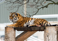 Amur Tiger