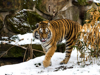 Amur Tiger