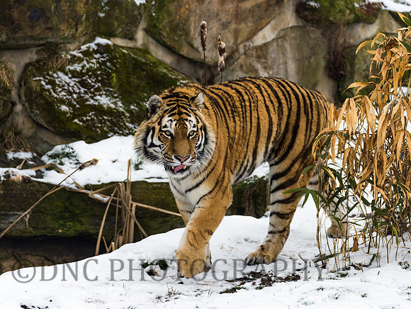 Amur Tiger