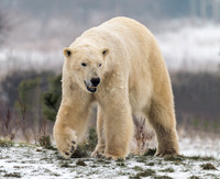Polar Bear