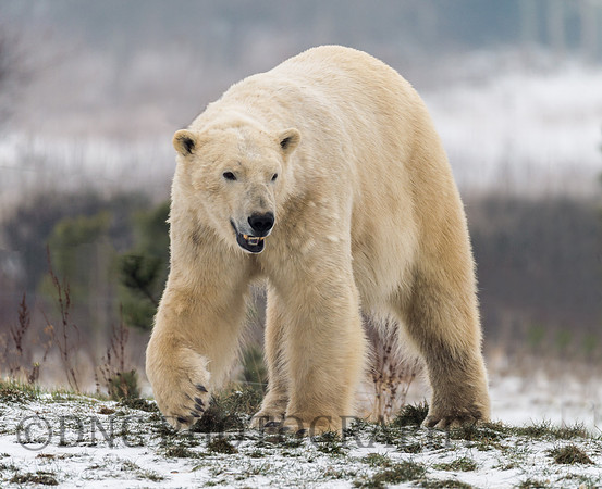Polar Bear
