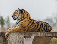 Amur Tiger