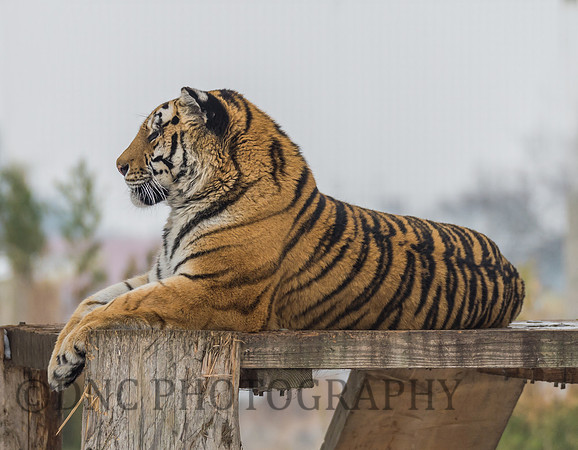 Amur Tiger