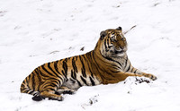 Amur Tiger