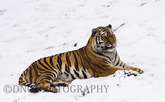 Amur Tiger
