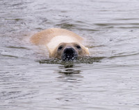 Polar Bear