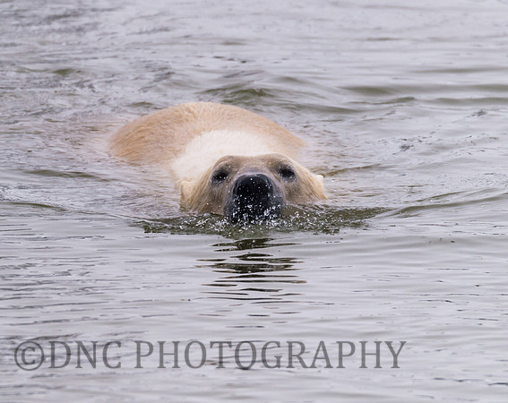 Polar Bear