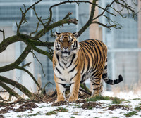 Amur Tiger
