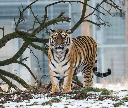 Amur Tiger