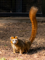 Crowned Lemur
