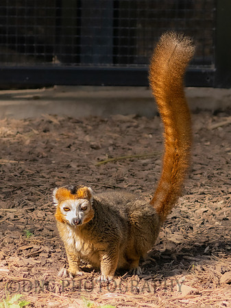 Crowned Lemur