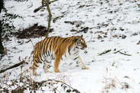 Amur Tiger