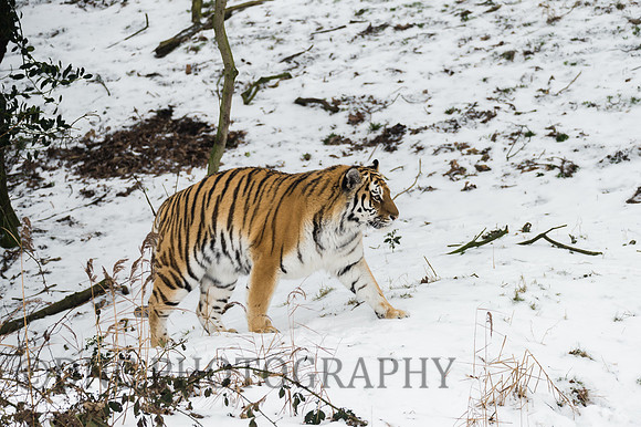 Amur Tiger