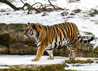 Amur Tiger