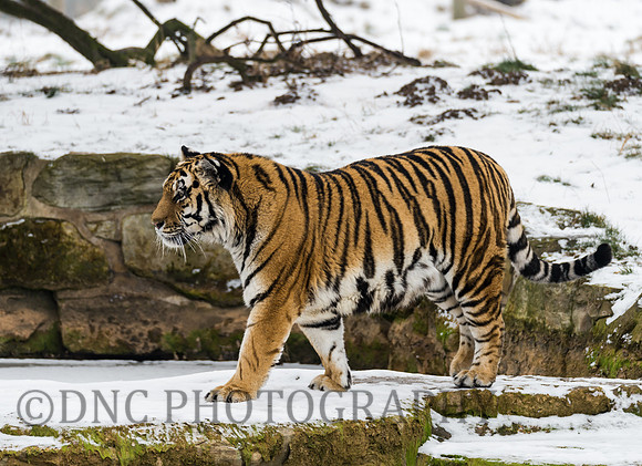 Amur Tiger