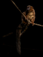 Red-Bellied Lemur