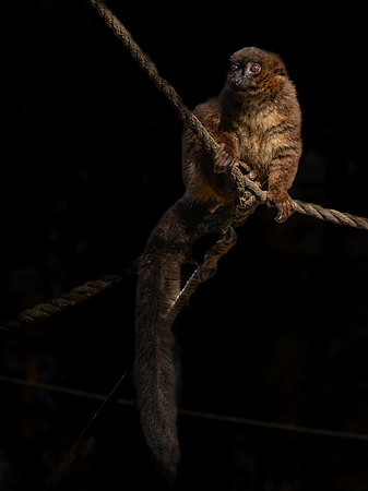 Red-Bellied Lemur