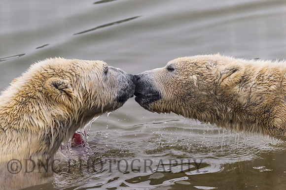 Polar Bears