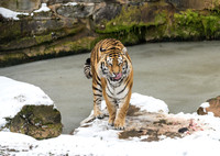 Amur Tiger