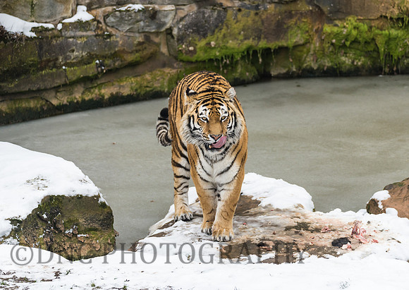 Amur Tiger