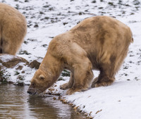 Polar Bear