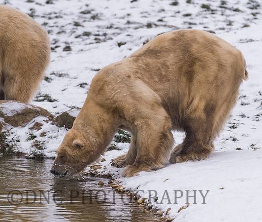 Polar Bear