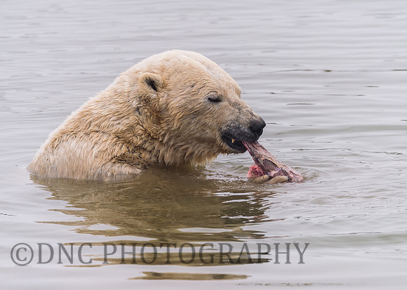 Polar Bear