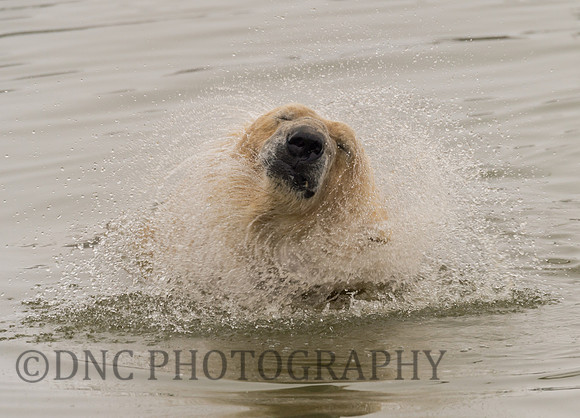 Polar Bear