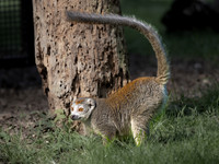 Crowned Lemur