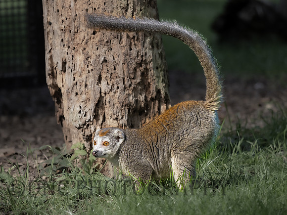 Crowned Lemur