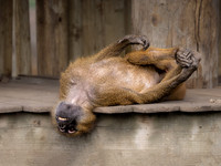 Baboon