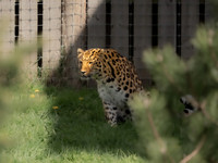Amur Leopard 'Drake'