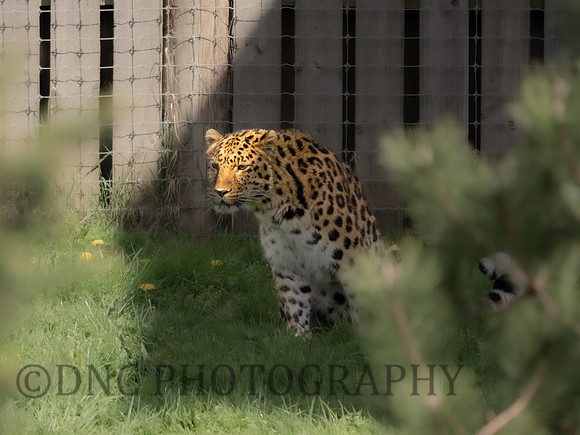 Amur Leopard 'Drake'