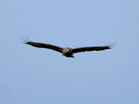 Buzzard