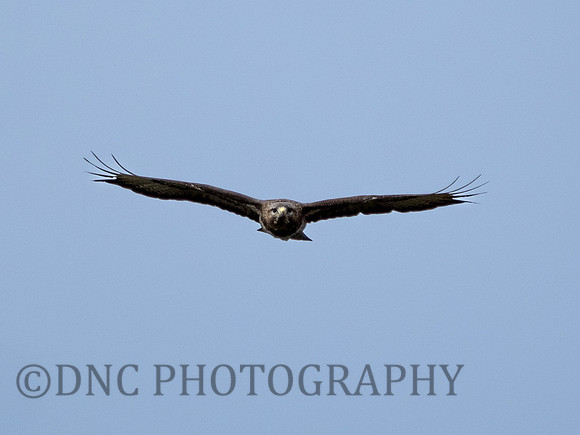 Buzzard