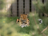 Amur Leopard 'Drake'