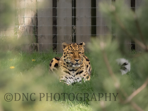 Amur Leopard 'Drake'