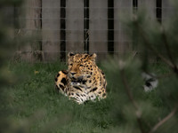 Amur Leopard 'Drake'
