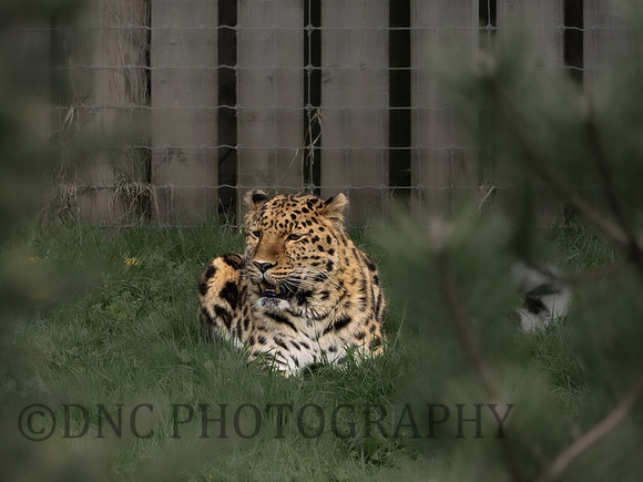 Amur Leopard 'Drake'