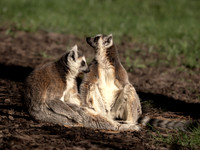 Ring Tailed Lemur