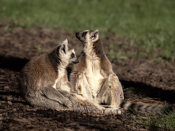 Ring Tailed Lemur