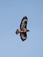 Buzzard