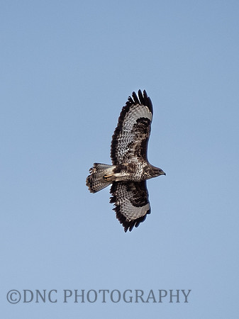 Buzzard