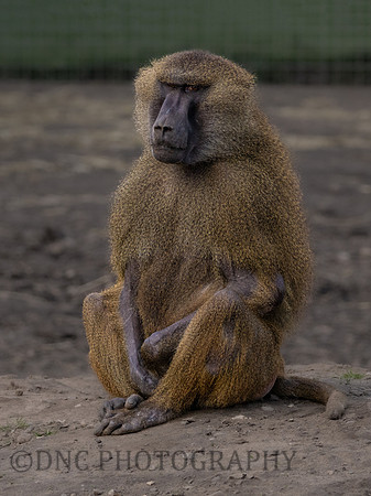 Baboon
