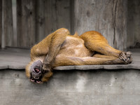 Baboon